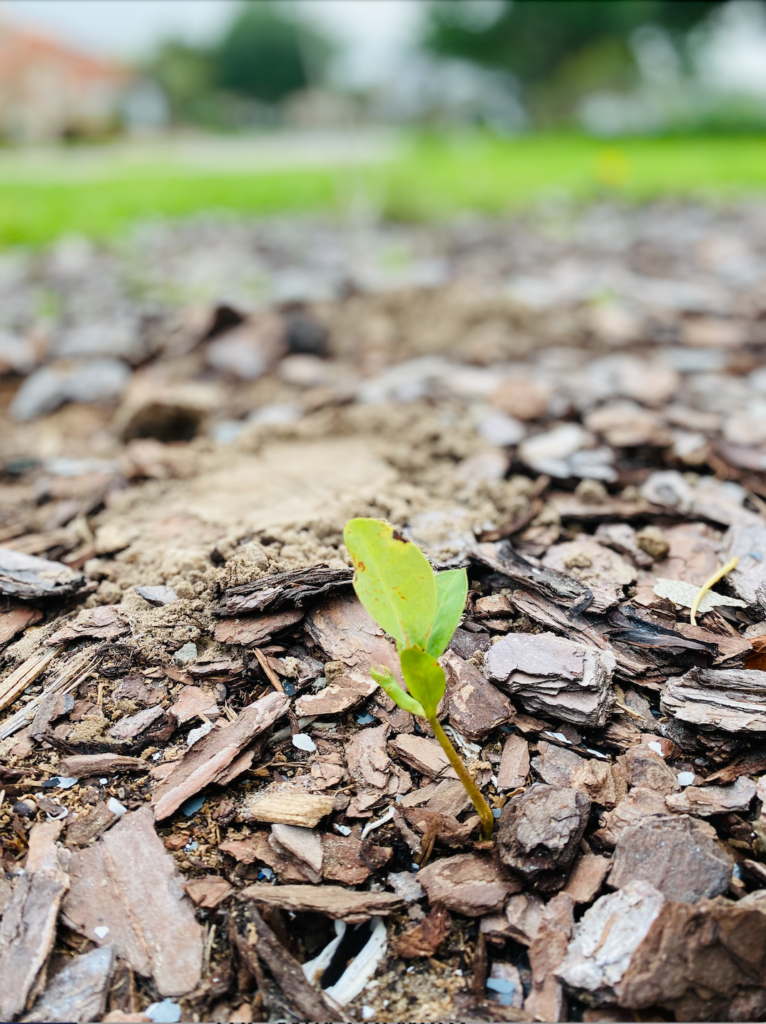 small plant coming up in dirt